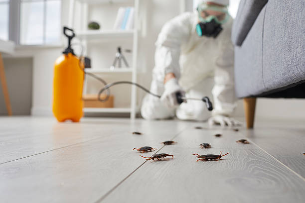 Post-Treatment Bed Bug Interceptor Monitoring in Southport